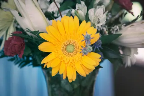 Słoneczna gerbera w bukiecie na imieniny Justyny.