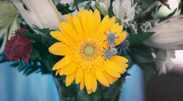 Słoneczna gerbera w bukiecie na imieniny Justyny.